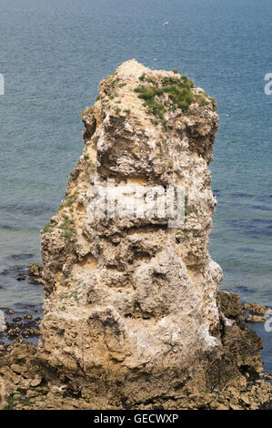 Stack di mare con Kittiwake nesting, Marsden, Tyne and Wear, England, Regno Unito Foto Stock