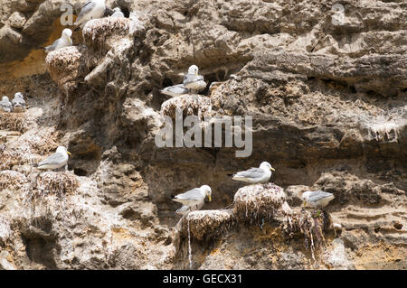 La nidificazione Kittiwake su Marsden Rock, Tyne and Wear, England, Regno Unito Foto Stock