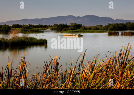 Riserva Naturale di Aiguamolls de l'Empordà. Lago di Cortalet.Costa Brava. La provincia di Girona. La Catalogna. Spagna Foto Stock