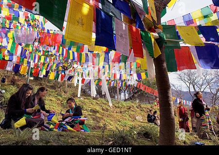 Persone durante il Losar, nuovo anno tibetano appendere bandiere di preghiera in Lhagyal Ri, vicino Tsuglagkhang complesso,McLeod Ganj Dharamsala, Hi Foto Stock