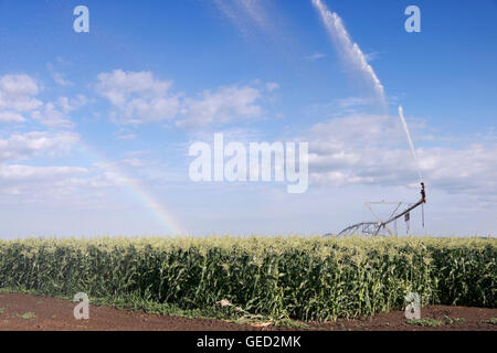 Il centro di rotazione del sistema di irrigazione irrigazione campo di un campo di mais in Northern Illinois Foto Stock