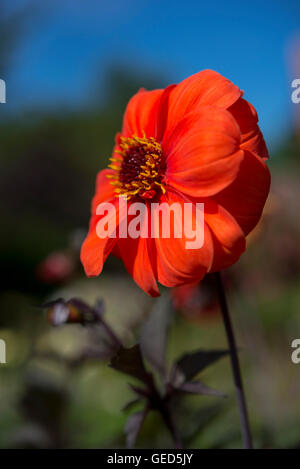 Close up di un profondo colore arancione singolo Fiore Dahlia in un giardino estivo. Foto Stock