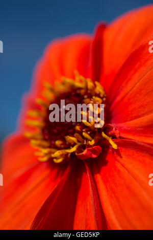 Close up di un profondo colore arancione singolo Fiore Dahlia in un giardino estivo. Foto Stock