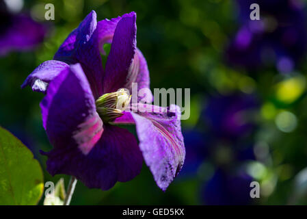 La clematide Jackmanii fiore con ricchi di petali di colore viola in un giardino estivo. Foto Stock