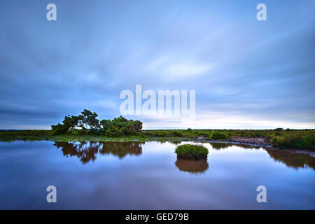 New Forest, Brockenhurst, Hampshire, Inghilterra, Regno Unito Foto Stock