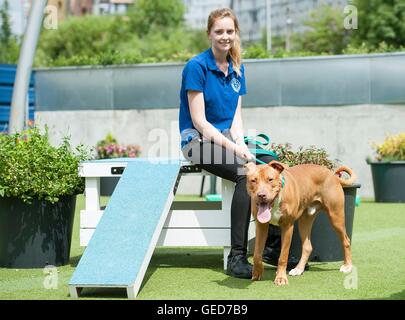 Battersea cani e gatti Home team leader Rebecca Lodder con un 18-mese-vecchio Pit Bull terrier di nome Francesco che è impostata in modo da essere messo giù il martedì a seconda delle esigenze dei cani pericolosi Act del 1991. Foto Stock