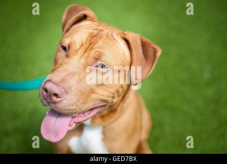 Un 18-mese-vecchio Pit Bull terrier di nome Francesco, descritto da Battersea cani e gatti Casa come cordiale e sani che è impostata in modo da essere messo giù il martedì a seconda delle esigenze dei cani pericolosi Act del 1991. Foto Stock