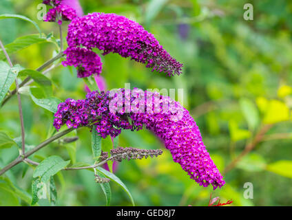 Purple Butterfly cespuglio pianta (Buddleja davidii o Buddleia) cresce in estate nel West Sussex, in Inghilterra, Regno Unito. Foto Stock