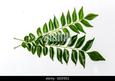 Curry Verde foglie, utilizzato in Sri lanka, indiane e cucina asiatica. Questo è un buon rimedio per il colesterolo Foto Stock