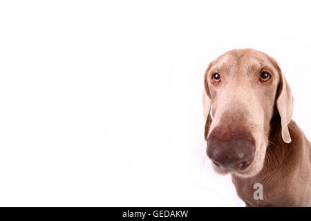 Weimaraner. Ritratto di sesso maschile. Studio Immagine contro uno sfondo bianco. Germania Foto Stock