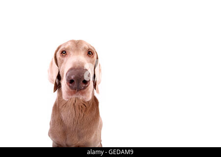 Weimaraner. Ritratto di sesso maschile. Studio Immagine contro uno sfondo bianco. Germania Foto Stock