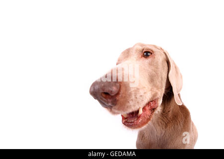 Weimaraner. Ritratto di sesso maschile. Studio Immagine contro uno sfondo bianco. Germania Foto Stock