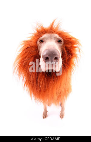 Weimaraner. Ritratto di maschio in piedi, indossando i lions mane. Studio Immagine contro uno sfondo bianco. Germania Foto Stock