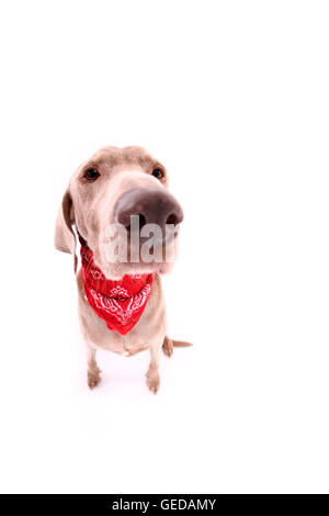 Weimaraner. Seduta di sesso maschile, indossando un neckerchief. Studio Immagine contro uno sfondo bianco. Germania Foto Stock