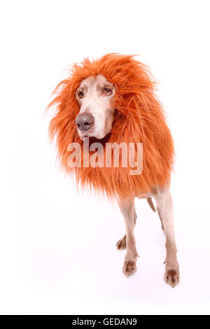 Weimaraner. Voce maschile in piedi, indossando i lions mane. Studio Immagine contro uno sfondo bianco. Germania Foto Stock