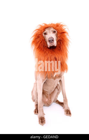 Weimaraner. Seduta di sesso maschile, indossando i lions mane. Studio Immagine contro uno sfondo bianco. Germania Foto Stock