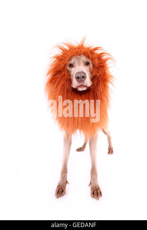 Weimaraner. Voce maschile in piedi, indossando i lions mane. Studio Immagine contro uno sfondo bianco. Germania Foto Stock