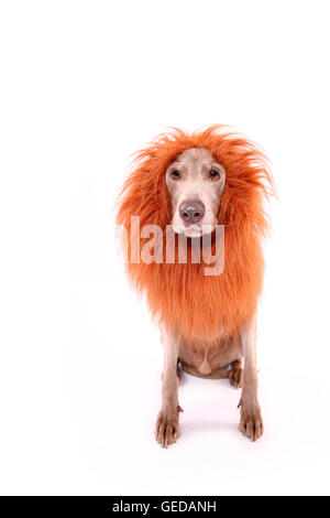 Weimaraner. Seduta di sesso maschile, indossando i lions mane. Studio Immagine contro uno sfondo bianco. Germania Foto Stock