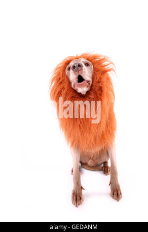 Weimaraner. Voce maschile seduto mentre barking, indossando i lions mane. Studio Immagine contro uno sfondo bianco. Germania Foto Stock