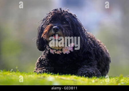 Mixed-razza cane barboncino (x Bouvier des Flandres) giacente su un prato. Germania Foto Stock