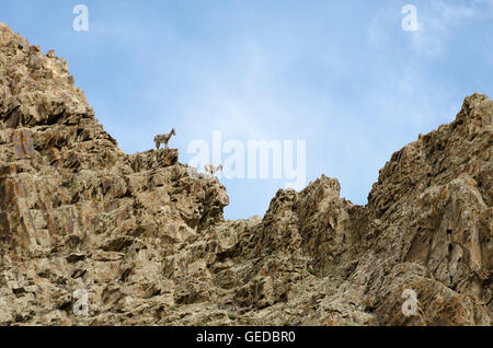 L'Himalayan pecora blu sul versante roccioso, Hankar, Markha Valley, Ladakh, Jammu e Kashmir India Foto Stock