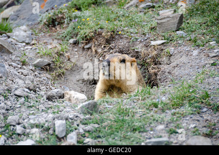 La marmotta himalayana, vicino Shingdo, Ladakh, Jammu e Kashmir India Foto Stock