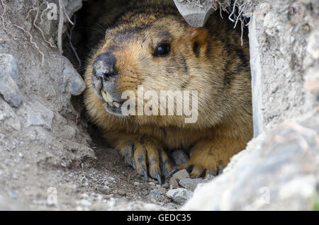 La marmotta himalayana, vicino Shingdo, Ladakh, Jammu e Kashmir India Foto Stock