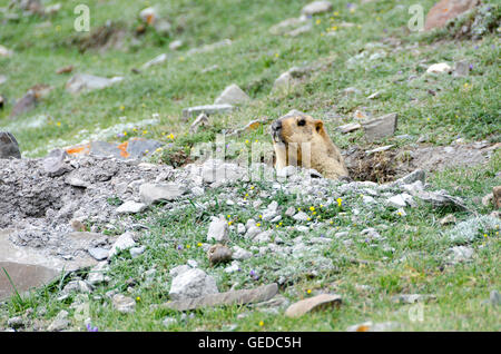 La marmotta himalayana, vicino Shingdo, Ladakh, Jammu e Kashmir India Foto Stock