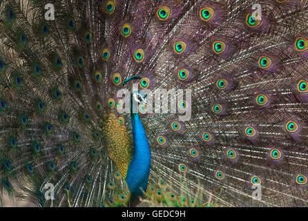 L'immagine di indiani Peafowl ( Pavo cristatus ) è stato preso in Bandavgarh national park, India Foto Stock