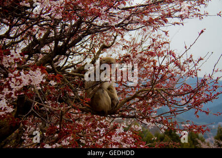 Monkey in montagna Arashiyama a Kyoto in Giappone Foto Stock