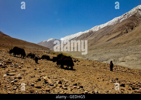 Yak nero nel Kashmir Foto Stock