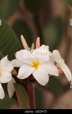 White Hawaiian plumeria ibrido, frangipani fiorisce in estate alle Hawaii Foto Stock