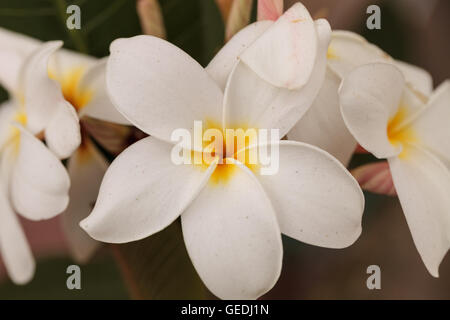 White Hawaiian plumeria ibrido, frangipani fiorisce in estate alle Hawaii Foto Stock