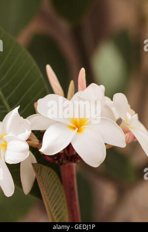 White Hawaiian plumeria ibrido, frangipani fiorisce in estate alle Hawaii Foto Stock