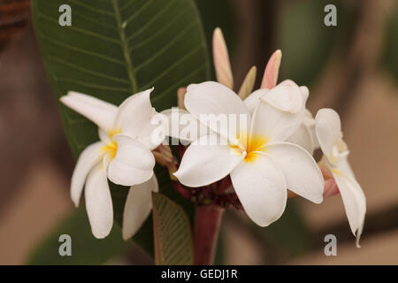 White Hawaiian plumeria ibrido, frangipani fiorisce in estate alle Hawaii Foto Stock