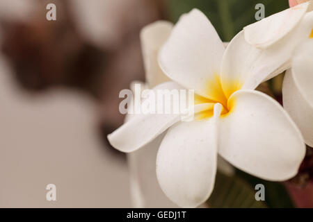 White Hawaiian plumeria ibrido, frangipani fiorisce in estate alle Hawaii Foto Stock