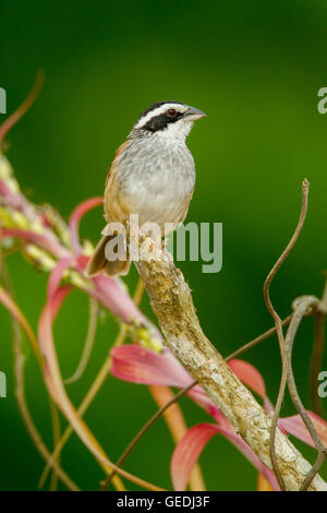 Stripe-headed Sparrow  Aimophila ruficauda acuminata El Tuito, Jalisco, Mexico 12 June     Adult     Emberizidae Foto Stock