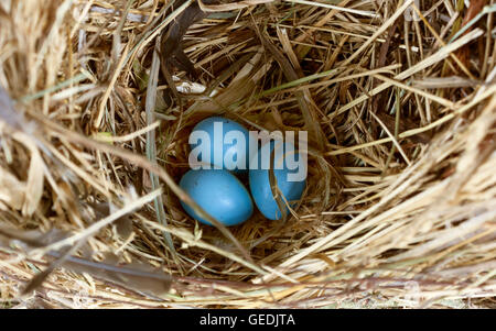 Uovo, natura, robin, il nido di uccello, blu, uova, chiazzato, selvagge, tre, sfondo, shell, uccelli Foto Stock