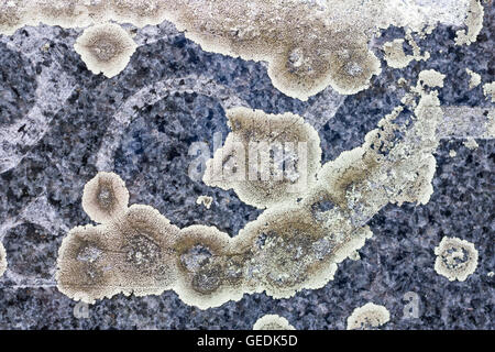 Ruvida, cemento grigio testurizzato con sfondo verde muschio Foto Stock
