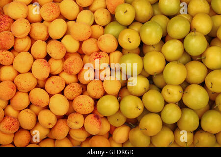 Fresh Giallo maturo prugne (Ciliege Prugne) e albicocca matura la configurazione di sfondo vicino, vista dall'alto Foto Stock