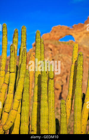 Geografia / viaggi, STATI UNITI D'AMERICA, Arizona, organo a canne Cactus con arco in backfround, Ajo gamma montagne, organo a canne monumento nazionale, Arizona, No-Exclusive-uso Foto Stock