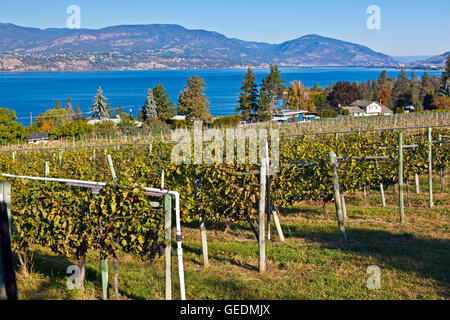 Geografia / viaggi, Canada, British Columbia, Kelowna, filari di viti in corrispondenza di un vigneto di Kelowna con lago Okanagan in background, Okanagan, British Columbia, Foto Stock