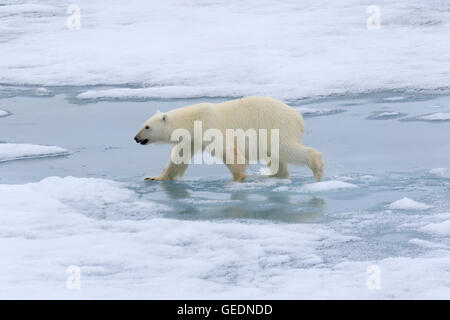 Orso polare camminando sul pack artico ice Foto Stock