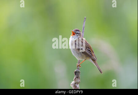 Sedge Trillo cantando dalla cima di un gambo reed. Foto Stock