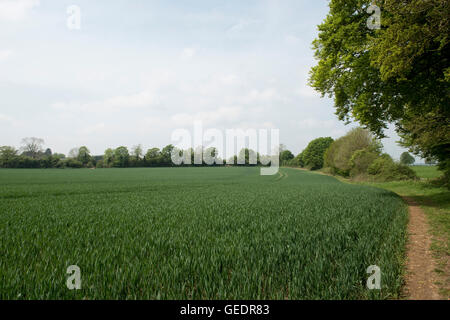 Giovani barbuto raccolto di frumento tenero allo stadio 30 da alberi e un sentiero in una bella giornata di primavera, Berkshire, può Foto Stock