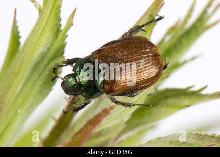 Giardino chafer, Phyllopertha horticola, adulto alimentazione su una foglia di rose, Giugno Foto Stock
