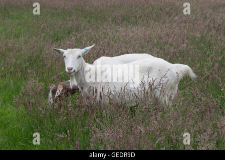 Tipo di Saanen capra il pascolo fioritura Yorkshire nebbia erba, Holcus lanatus, Giugno Foto Stock