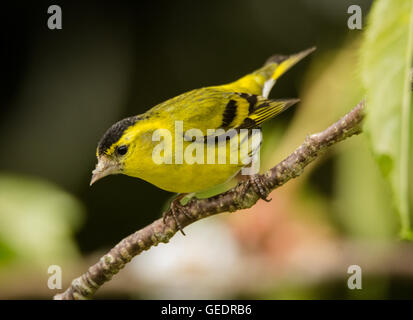 Lucherino Mainsriddle in giardino, vicino RSPB Mersehead, Dumfries and Galloway, Regno Unito Foto Stock