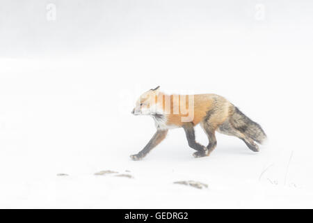 Red Fox (Vulpes vulpes vulpes) adulto, passeggiate nella neve durante la bufera di neve, Churchill, Manitoba, Canada. Foto Stock