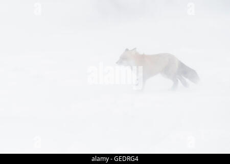 Red Fox (Vulpes vulpes vulpes) adulto, passeggiate nella neve durante la bufera di neve, Churchill, Manitoba, Canada. Foto Stock